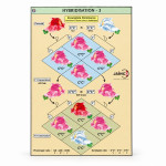 Hybridisation - 3